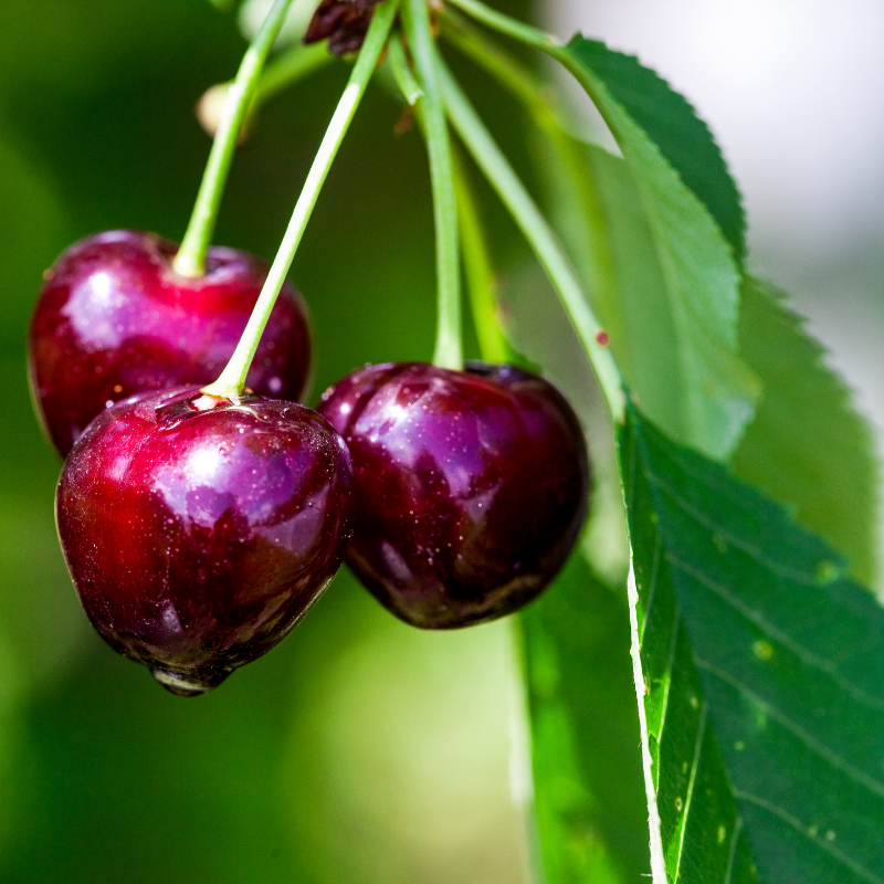 Prunus avium 'Van' - Cerisier Racines nues