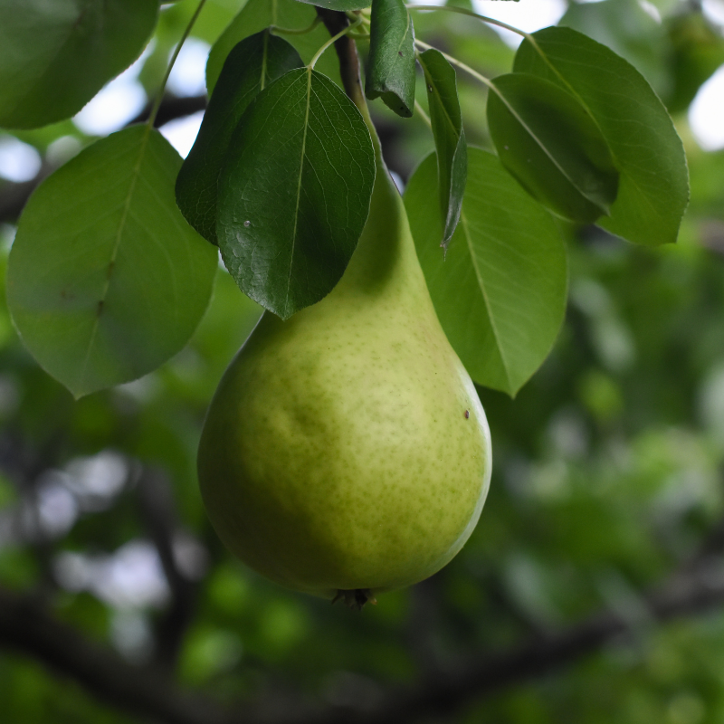 Pyrus communis Beurre Hardy - Poirier Racines nues