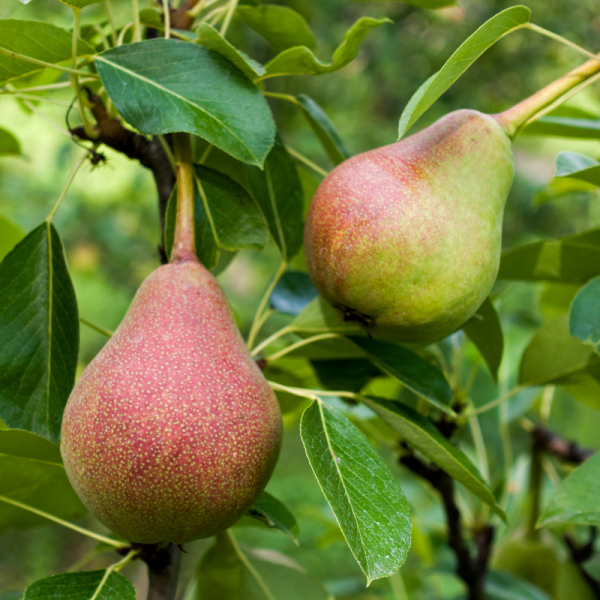 Pyrus communis Bonne Louise D'avranches - Poirier Racines nues