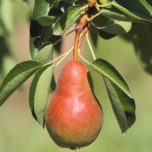 Pyrus communis Clapps Favourite - Poirier Racines nues