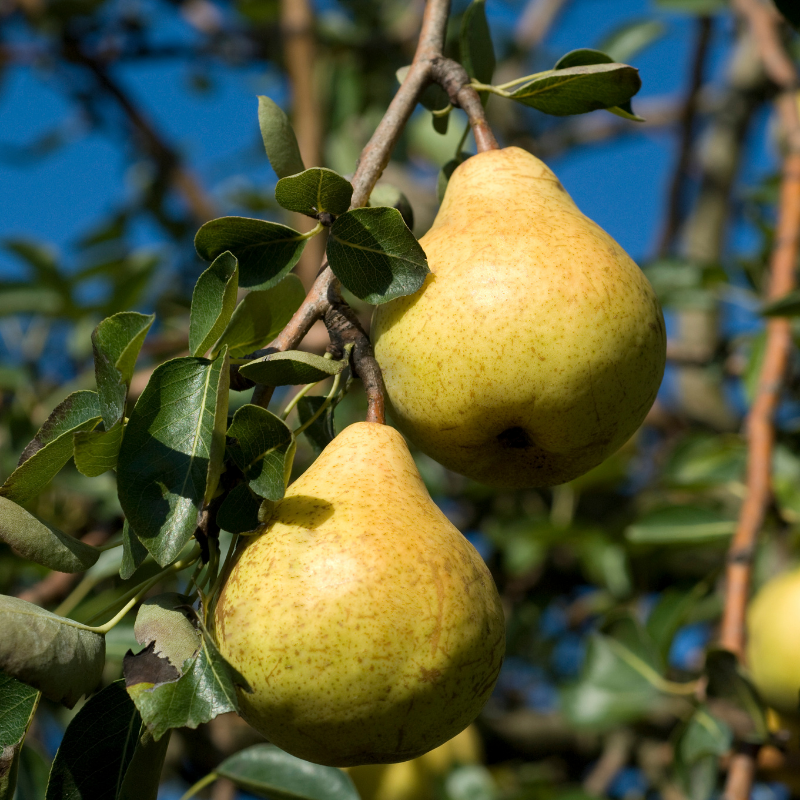 Pyrus communis Williams - Poirier Racines nues