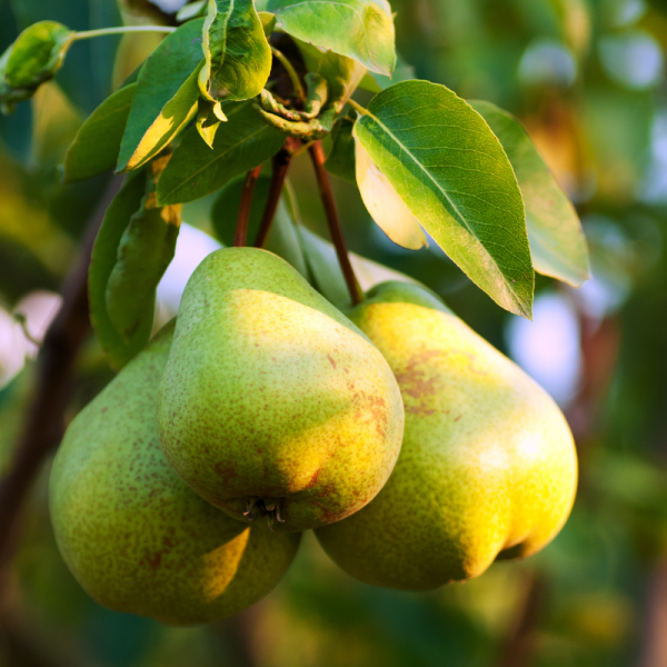 Pyrus communis - Poirier Racines nues