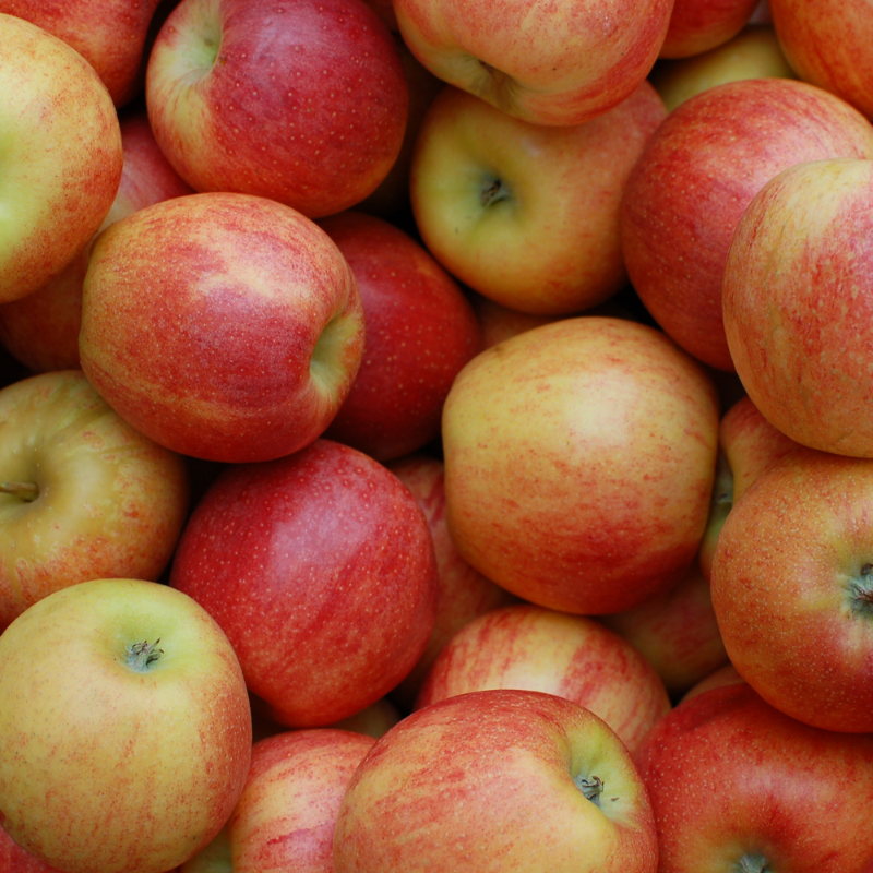 Malus domestica Boskoop Rouge - Pommier Racines nues