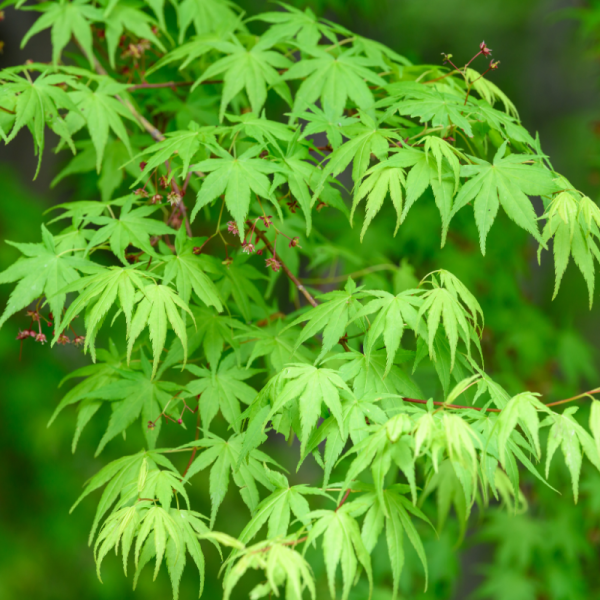 Érable palmé Dissectum - Acer palmatum dissectum 40cm