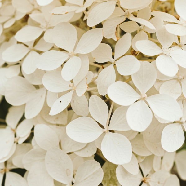 Hortensia mariesii grandiflora - Hydrangea mariesii grandiflora Pot 3L