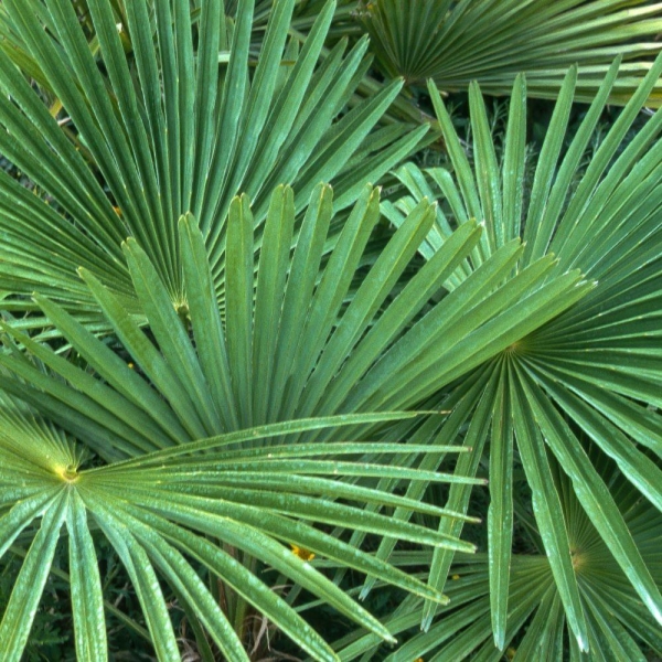 Palmier chanvre | Palmier de Chine | Trachycarpus fortunei