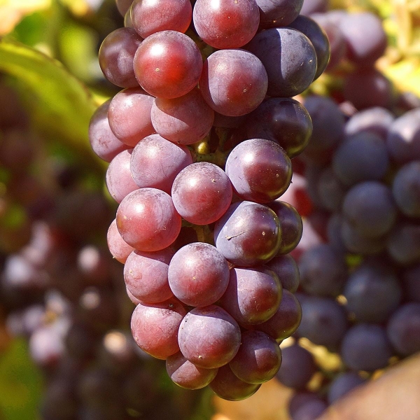 L'Orangerie | VIGNE CARDINAL | Vente en ligne de vigne de table