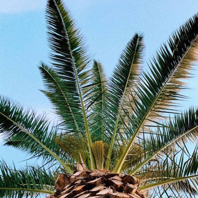 Phoenix canariensis | Palmier des Canaries | Faux dattier