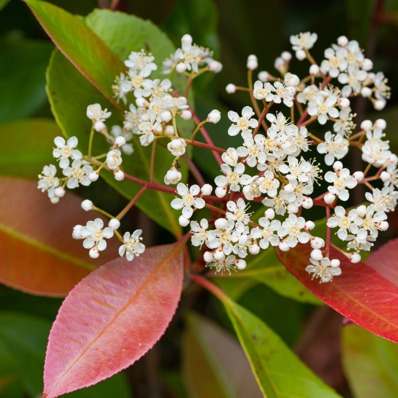 Photinia fraseri Cassini marbré rose 40cm en pot