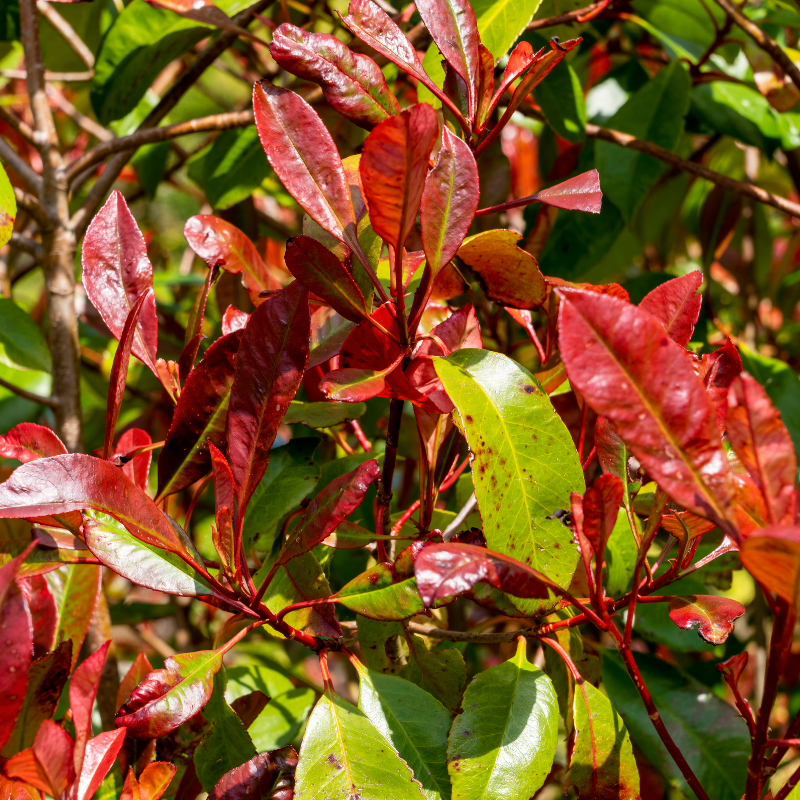 Photinia fraseri Carré Rouge 50cm en pot