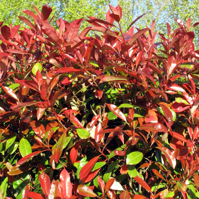 Photinia nain Red Robin - Photinia fraseri Red Robin 60cm en pot