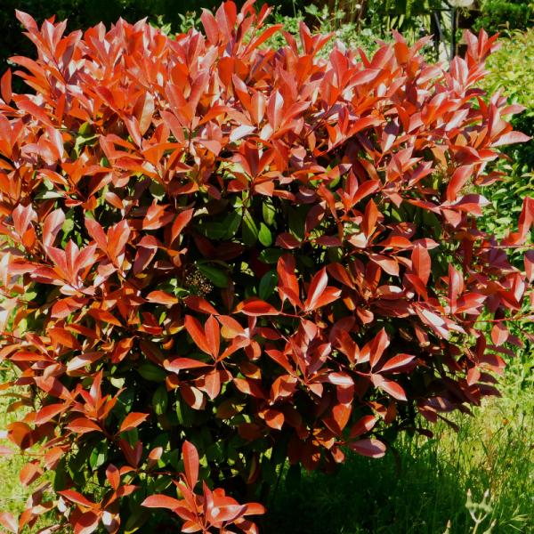 Photinia nain Red Robin - Photinia fraseri Red Robin 80cm en pot