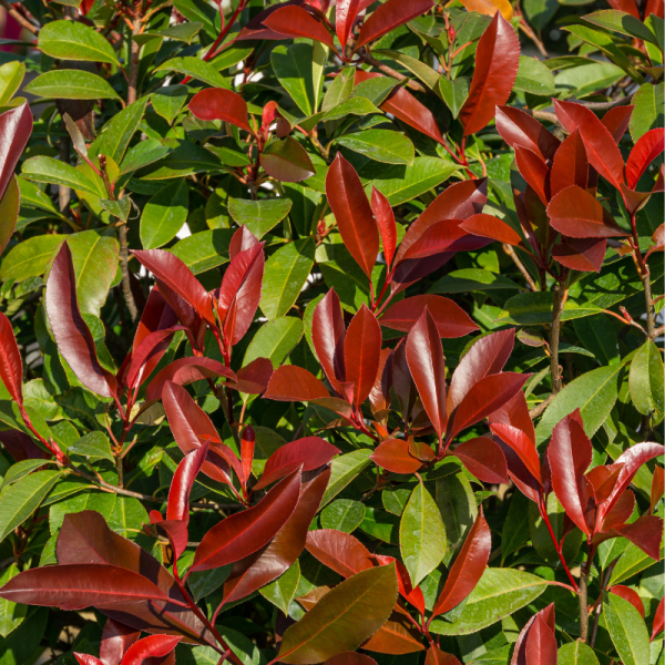 Photinia nain Red Robin - Photinia fraseri Little Red Robin 30cm 25cm en pot