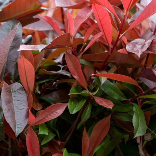 Photinia nain Red Robin - Photinia fraseri Red Robin 40cm 40cm en pot