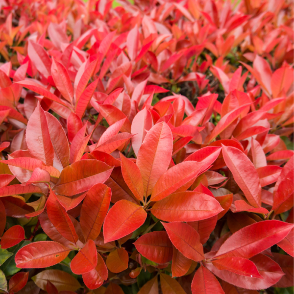 Photinia fraseri Carré Rouge 40cm 40cm en pot