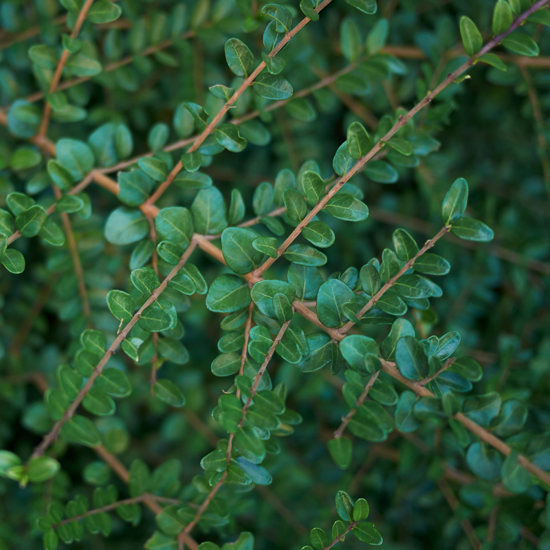 Chèvrefeuille à Feuilles De Buis - Lonicera nitida 30cm en pot