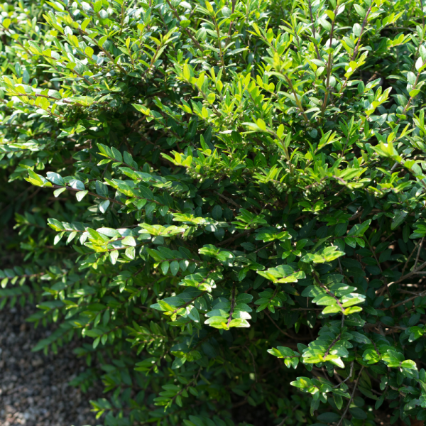 Chèvrefeuille à cupule - Lonicera pileata 30cm en pot