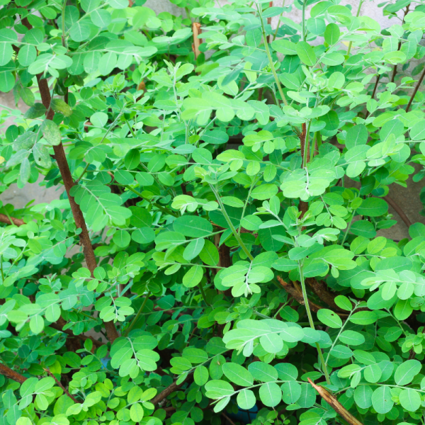 Chèvrefeuille à Feuilles De Buis Maigrün - Lonicera nitida Maigrün 30cm en pot