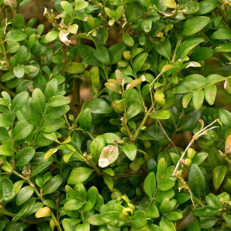 Chèvrefeuille à cupule - Lonicera pileata en pot 9cm