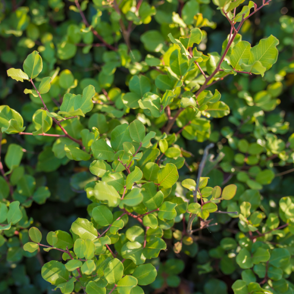 Chèvrefeuille à Feuilles De Buis Maigrün - Lonicera nitida Maigrün en pot 9cm