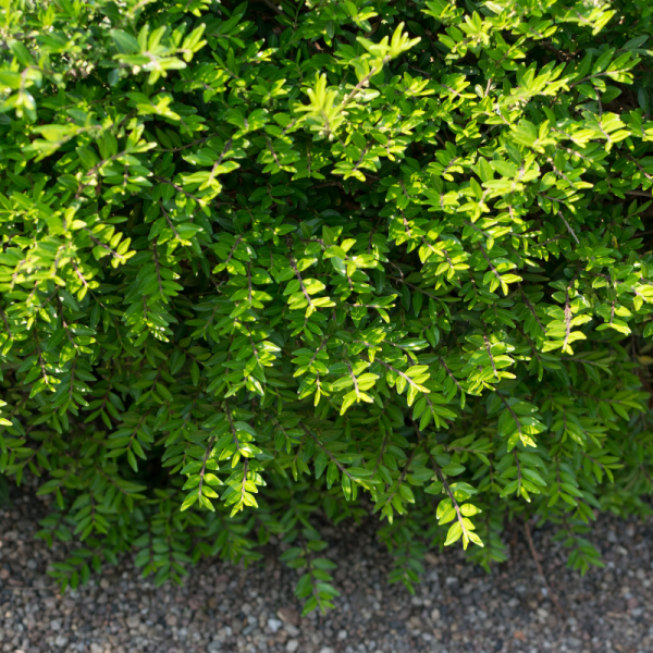 Chèvrefeuille à cupule - Lonicera pileata 50cm en pot