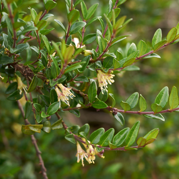 Chèvrefeuille à Feuilles De Buis - Lonicera nitida 50cm en pot