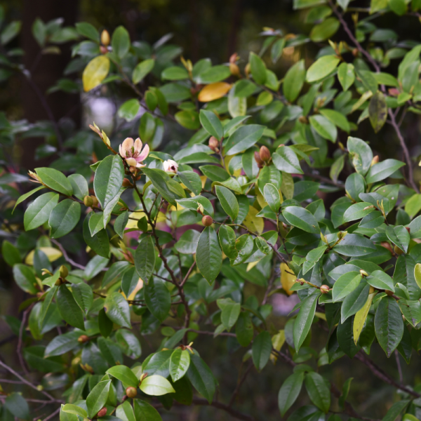 Chèvrefeuille à Feuilles De Buis Maigrün - Lonicera nitida Maigrün 50cm en pot