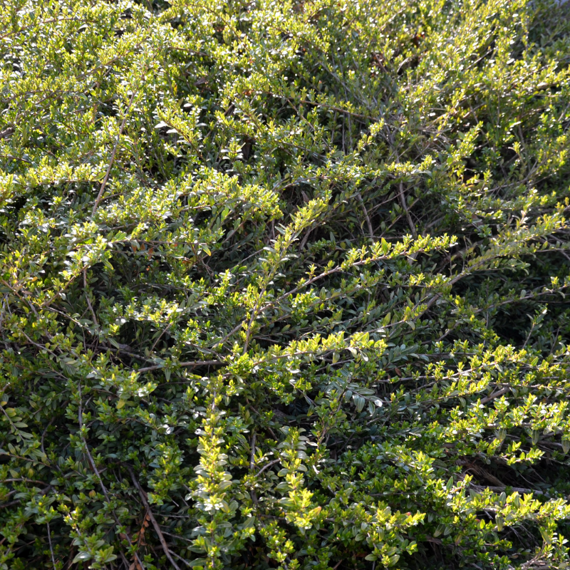 Chèvrefeuille à Feuilles De Buis Ernest Wilson - Lonicera nitida Ernest Wilson 50cm en pot