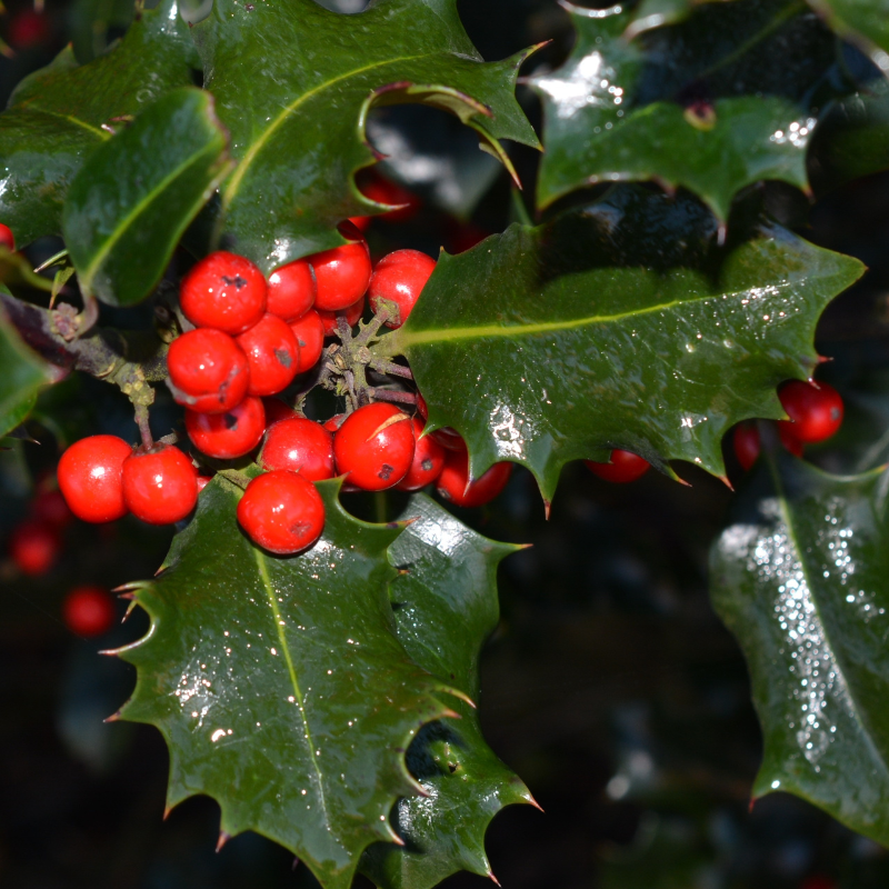 Houx de Meserve Blue Maid - Ilex meserveae Blue Maid 60cm en pot