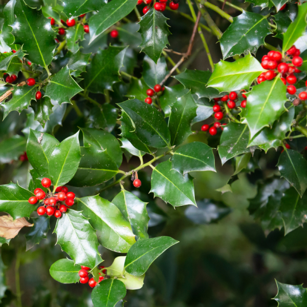 Houx commun - Ilex aquifolium 40cm en pot