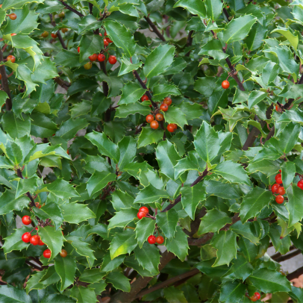 Houx de Meserve Heckenpracht - Ilex meserveae Heckenpracht 40cm en pot