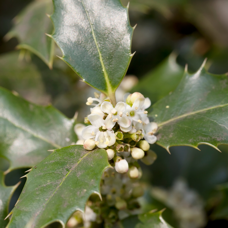 Houx commun Alaska - Ilex aquifolium Alaska 60cm en pot