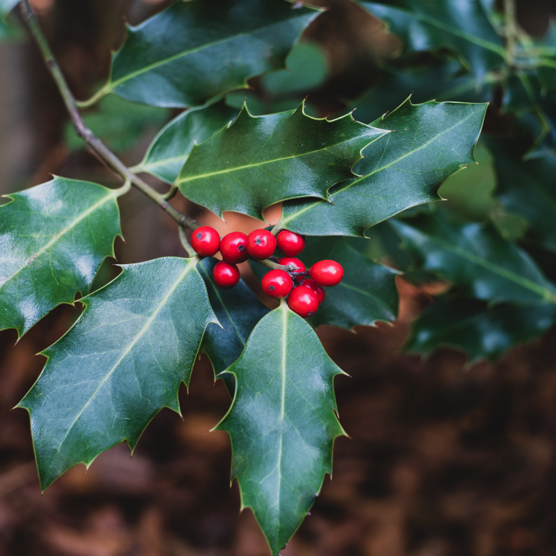 Houx de Meserve Blue Maid - Ilex meserveae Blue Maid 40cm en pot