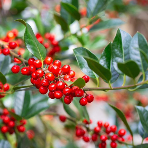 Houx commun J.C. Van Tol - Ilex aquifolium J.C. Van Tol 60cm en pot