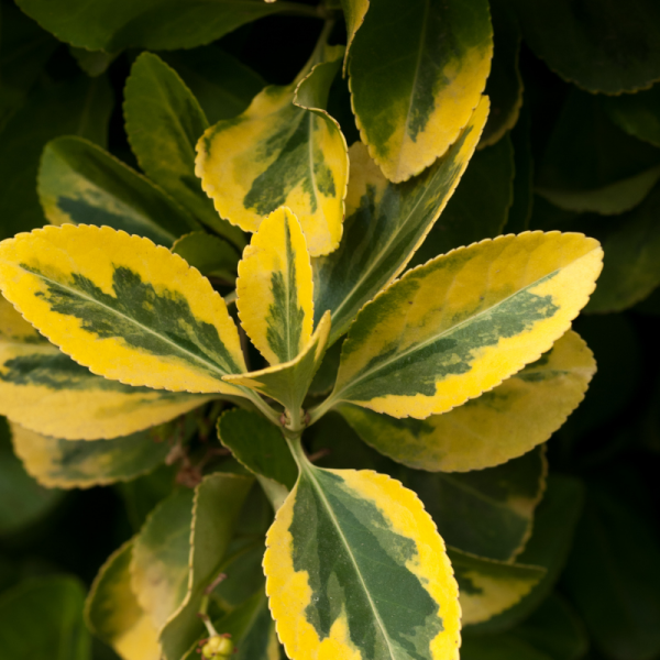 Troène doré - Ligustrum ovalifolium Aureum en pot 2L