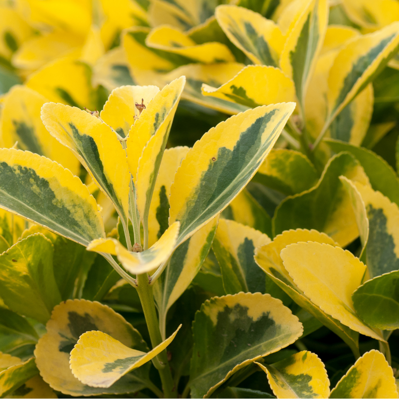 Troène doré - Ligustrum ovalifolium Aureum en pot 1,5L