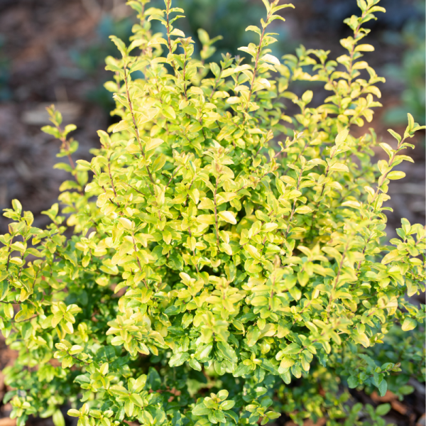 Troène vert de Californie - Ligustrum ovalifolium en pot 1,5L