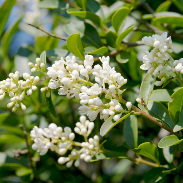 Troène commun - Ligustrum vulgare en pot 3L