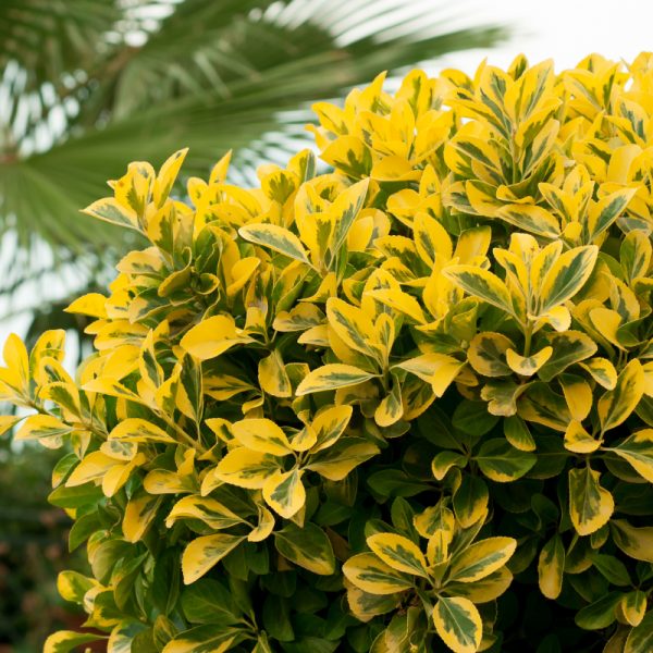 Troène doré - Ligustrum ovalifolium Aureum en pot 3L