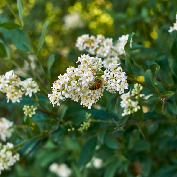 Troène vert de Californie - Ligustrum ovalifolium en pot 3L