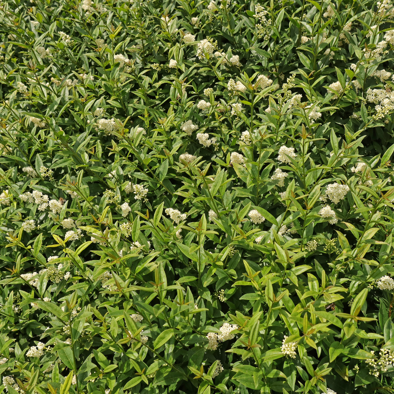 Troène commun Atrovirens - Ligustrum vulgare Atrovirens en pot 3L