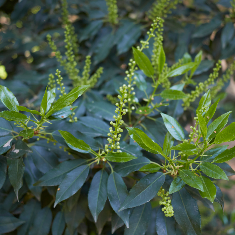 Laurier du Portugal - Prunus lusitanica 80cm en pot