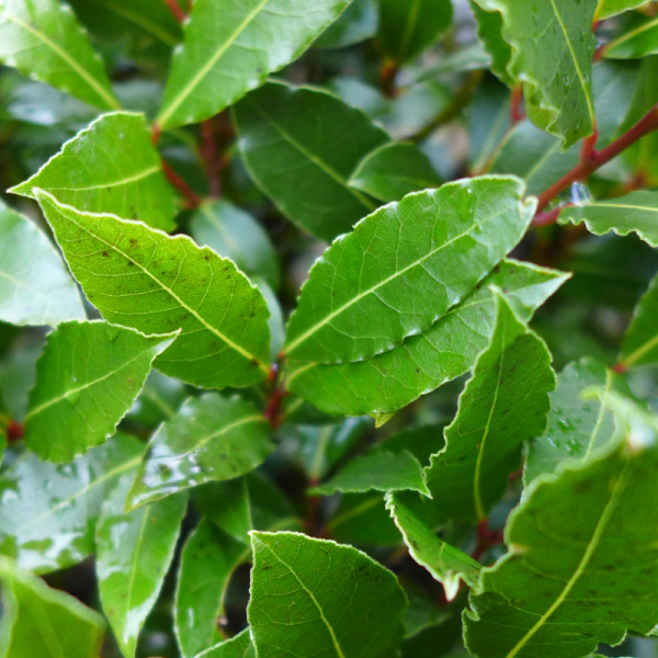 Laurier du Portugal Angustifolia - Prunus lusitanica Angustifolia 60cm en pot