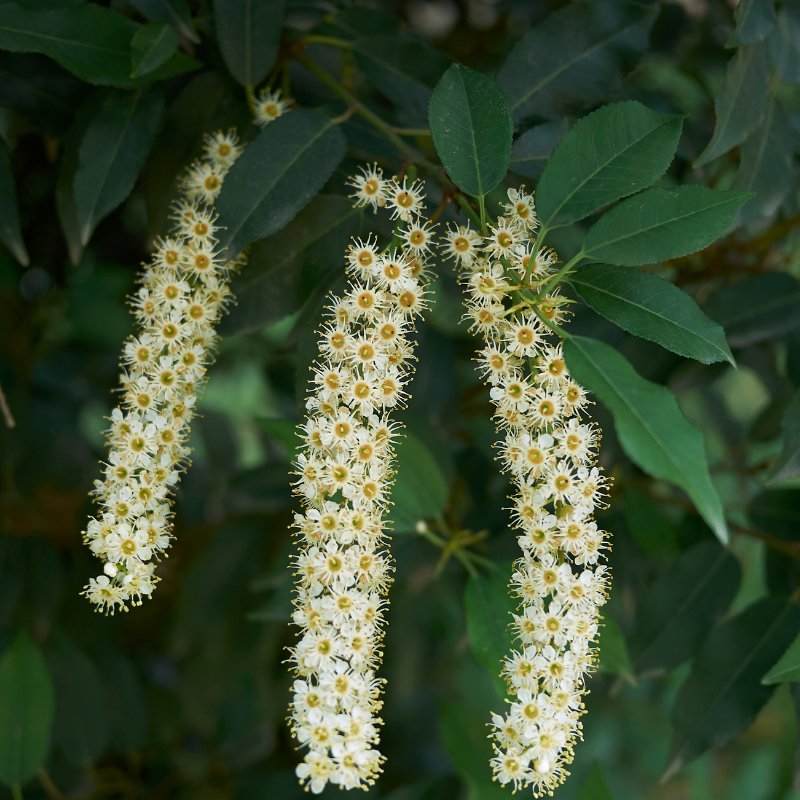 Laurier du Portugal - Prunus lusitanica 40cm en pot