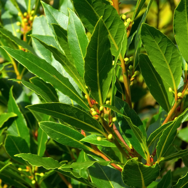 Laurier du Portugal Angustifolia - Prunus lusitanica Angustifolia 40cm en pot