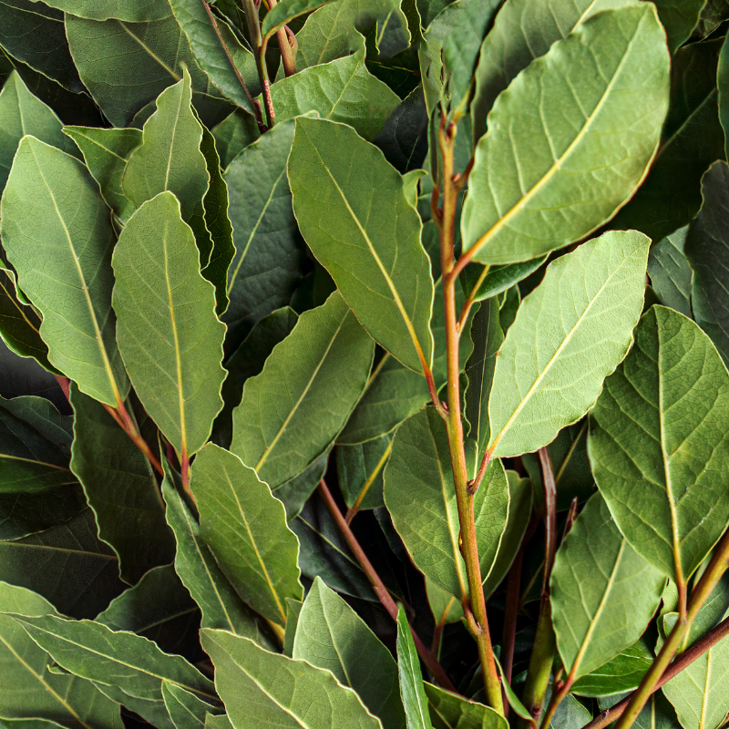 Laurier du Portugal Brenalia - Prunus lusitanica Brenalia 100cm en pot