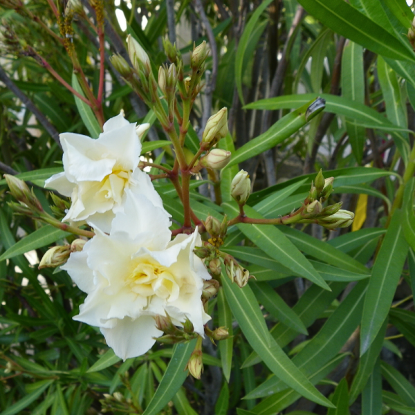 Laurier du Portugal Angustifolia - Prunus lusitanica Angustifolia 80cm en pot