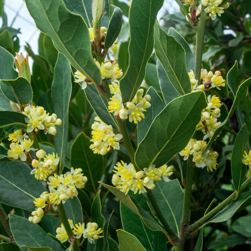 Laurier palme Caucasica - Prunus laurocerasus Caucasica 80cm en pot