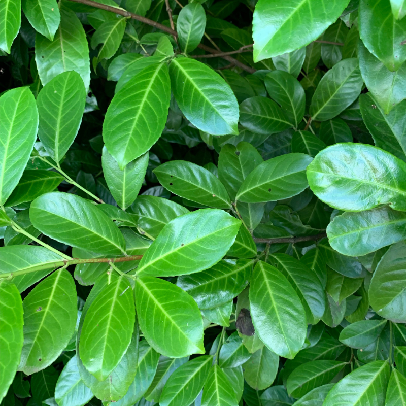 Laurier palme Caucasica - Prunus laurocerasus Caucasica 60cm en pot