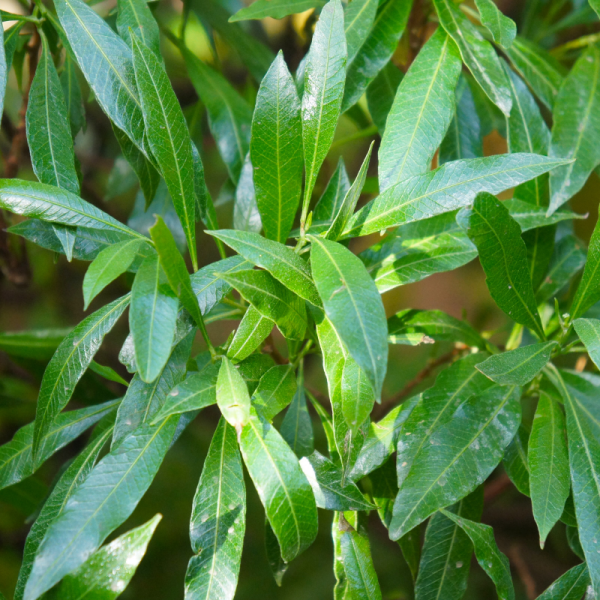 Laurier palme Caucasica - Prunus laurocerasus Caucasica 100cm en pot